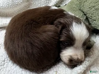 Australian Shepherd dogs Australian Shepherd Puppy 3 - Ad 19