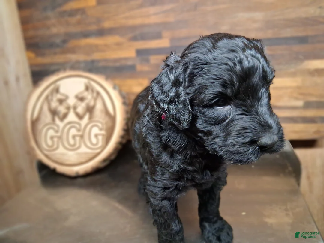 Giant Schnauzer dogs for sale: Ashè - Ad 2