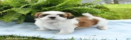Shih Tzu dogs for sale: Teddy - Ad 1