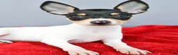 Toy Fox Terrier dogs for sale: Bridget - Ad 9