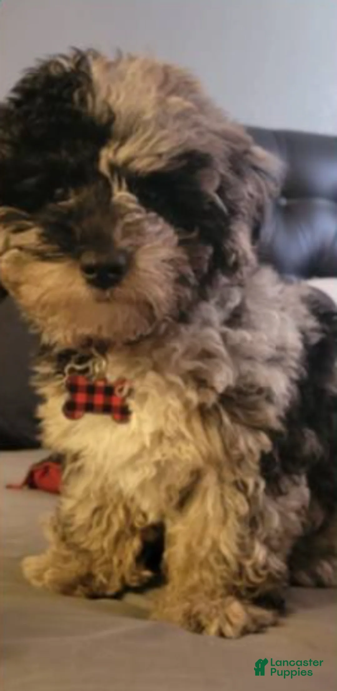 Toy Poodle dogs for sale: Bishop - Ad 7