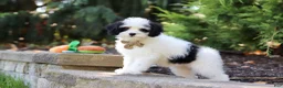 Cavapoo dogs for sale: Brady - Ad 14