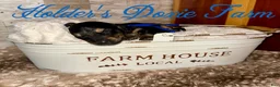 Miniature Dachshund dogs for sale: Grumpy - Ad 4