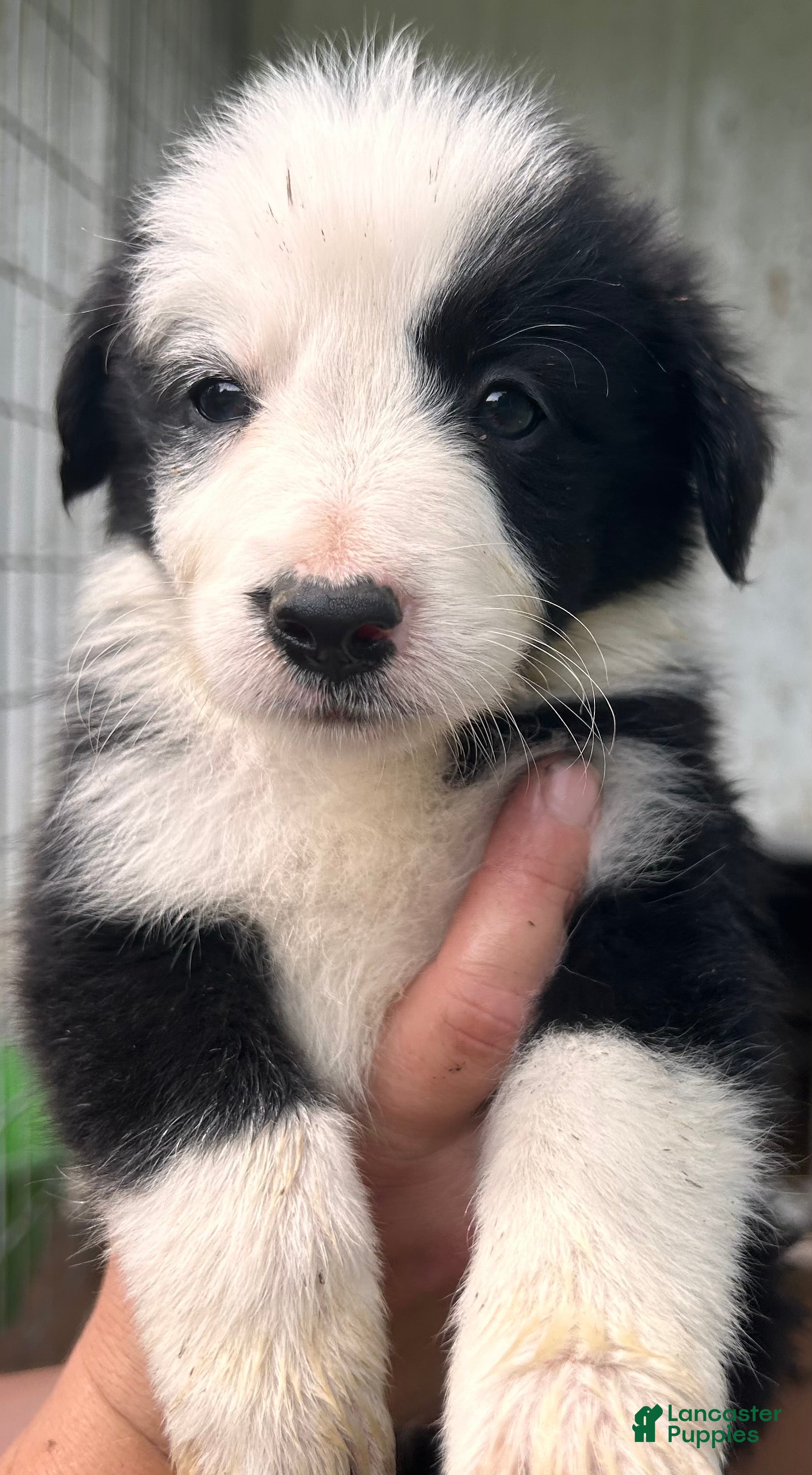 Border Collie dogs Border Collie 6 - Ad 39