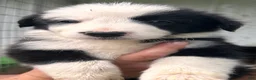 Border Collie dogs for sale: Border Collie 6 - Ad 1