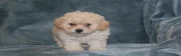 Miniature Poodle dogs for sale: Sara - Ad 4