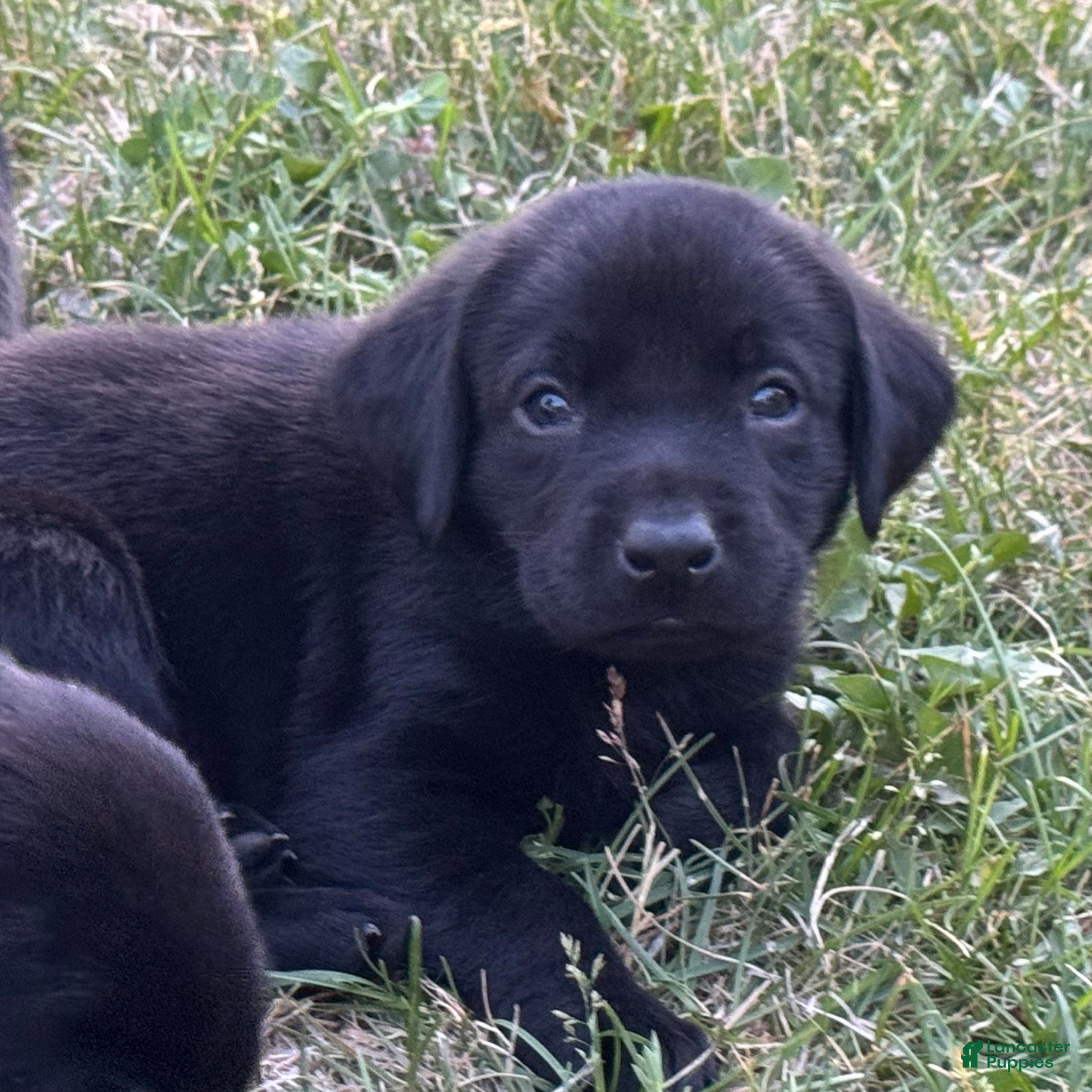 Labrador Retriever dogs Gray Collar Labrador Retriever Puppy 5 - Ad 2