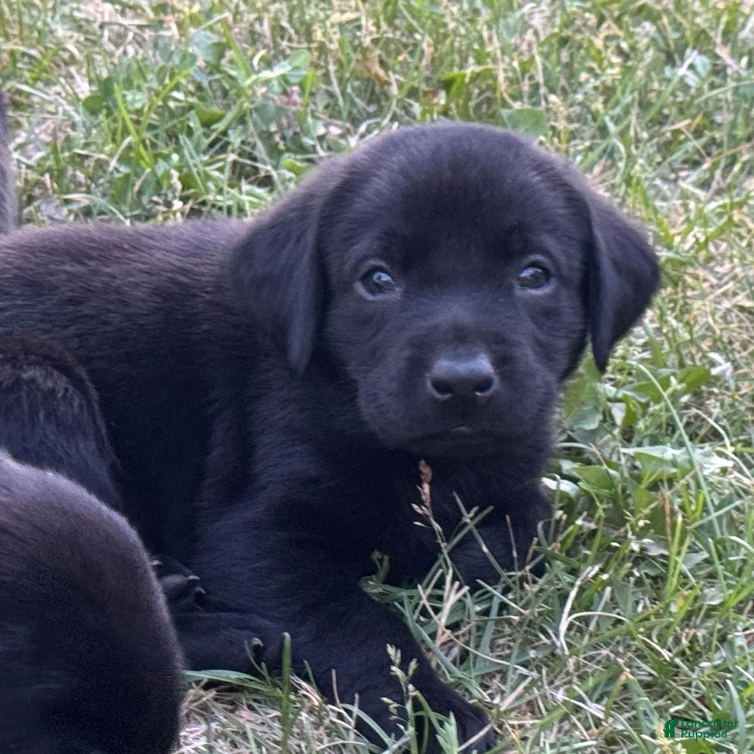 Labrador Retriever dogs for sale: Gray Collar Labrador Retriever Puppy 5 - Ad 1