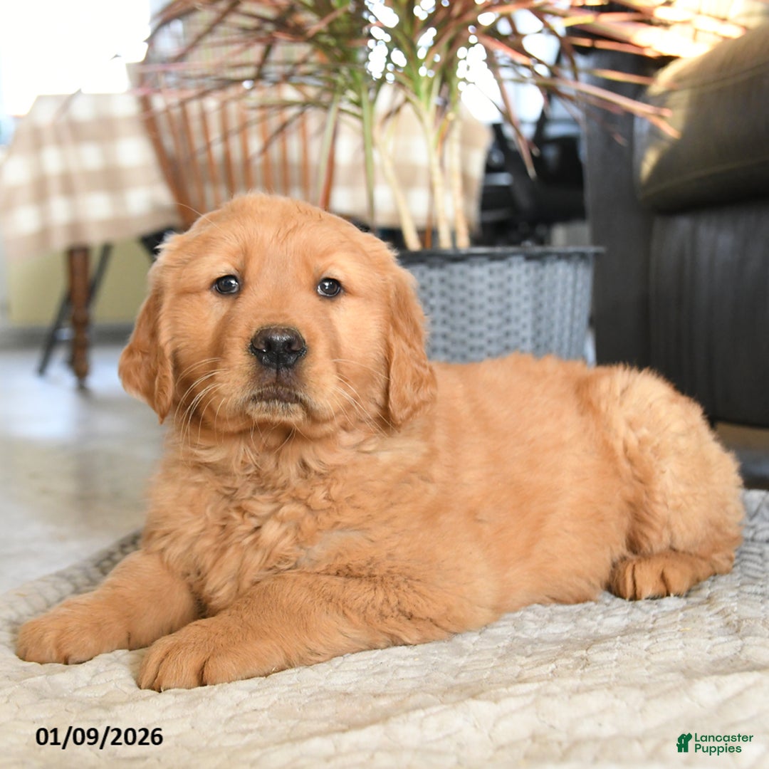 Golden Retriever dogs for sale: Ranger - Ad 2