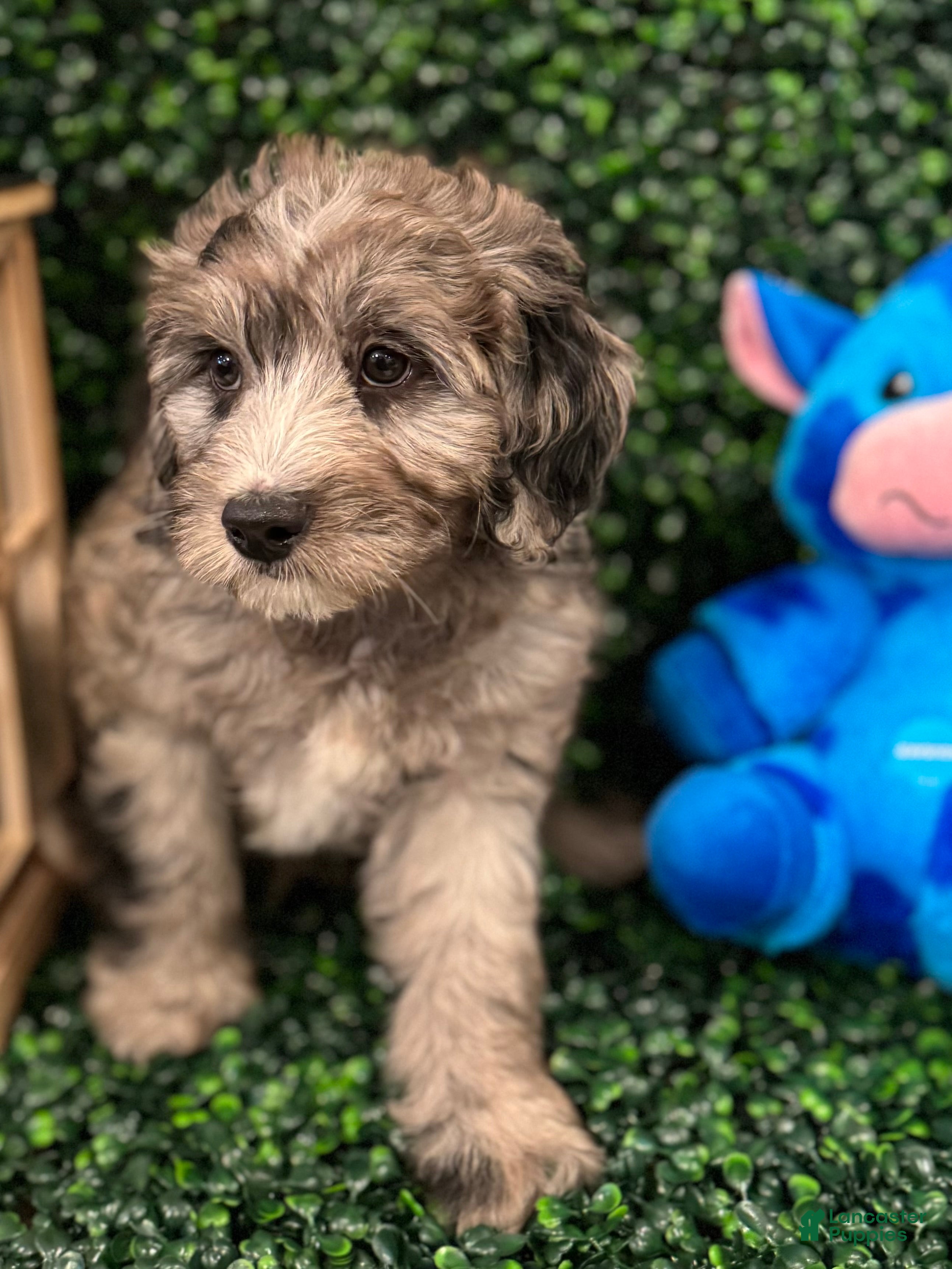 Mini Goldendoodle dogs Winter - Ad 4