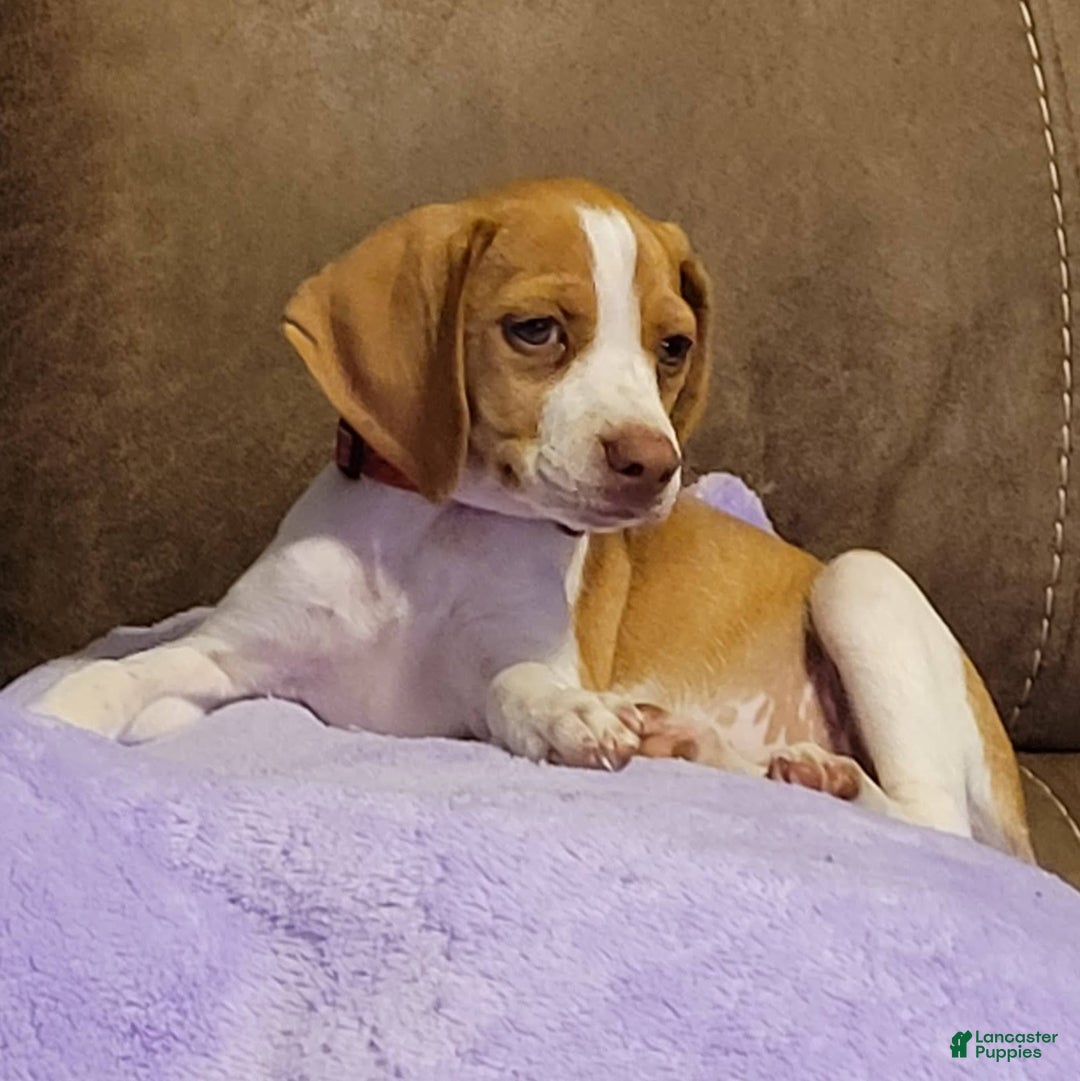 Beagle dogs for sale: Loralie Queen Elizabeth Pocket Beagle - Ad 11