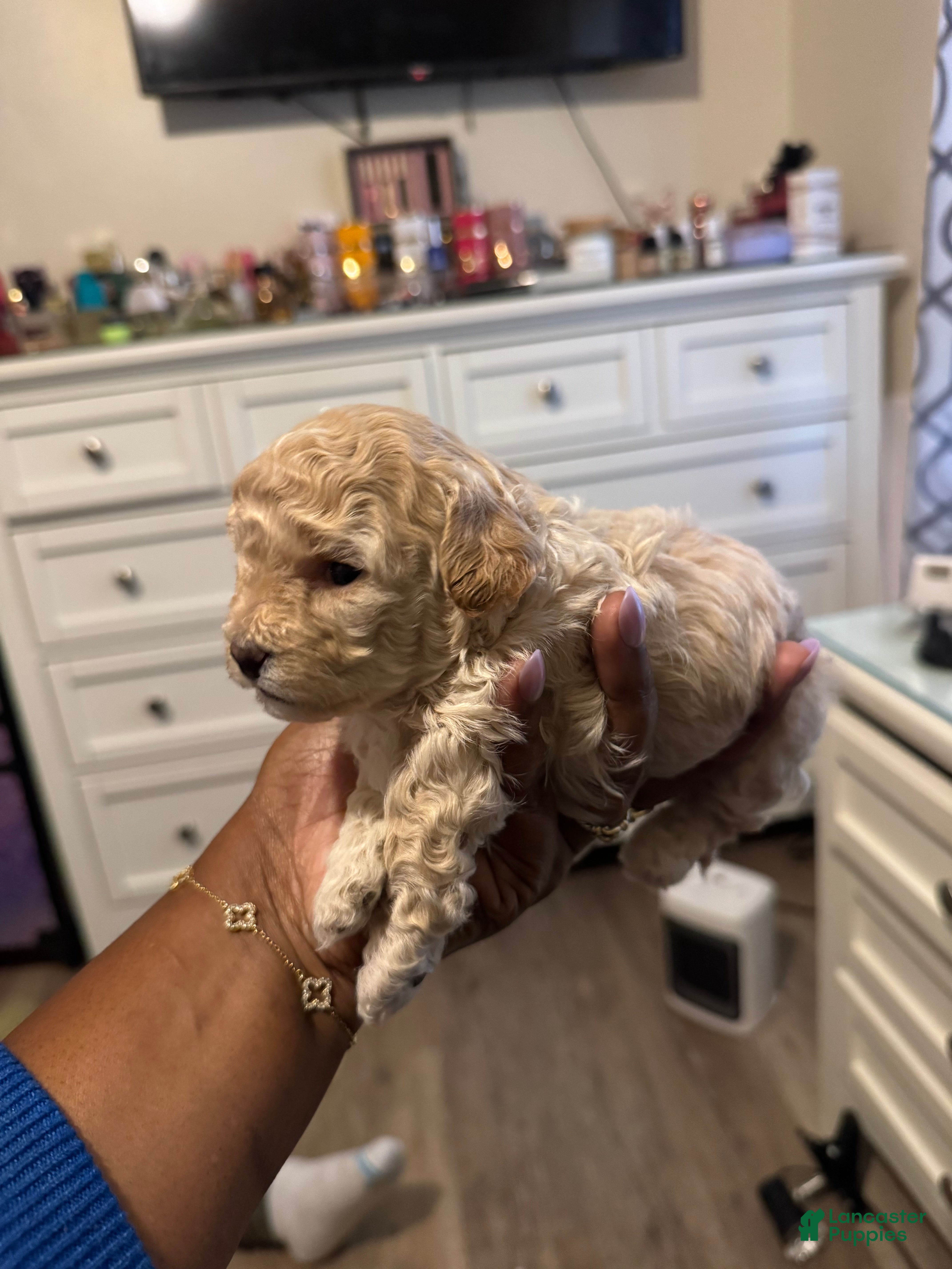 Shihpoo dogs Massimo - Ad 2