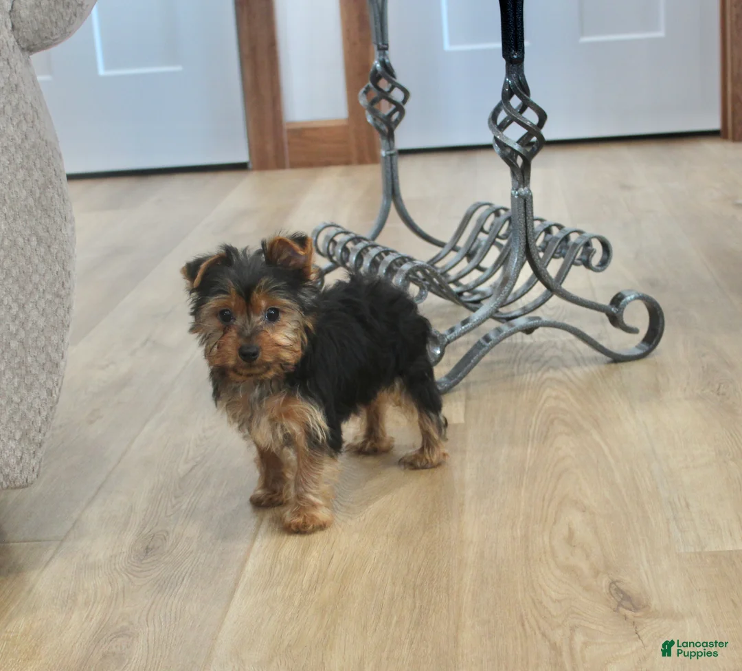 Yorkshire Terrier dogs for sale: Peaches - Ad 5