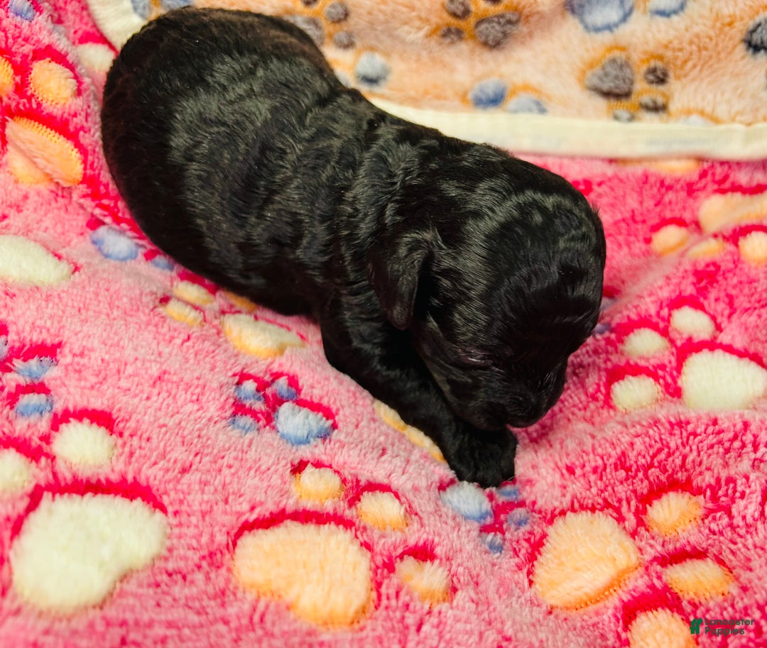 Cavapoo dogs for sale: Moon - Ad 2