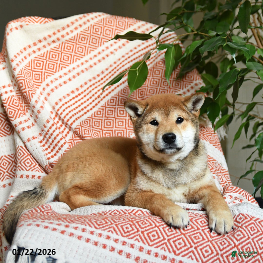 Shiba Inu dogs for sale: Apollo - Ad 3