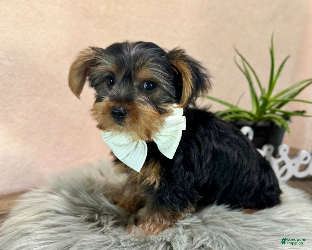 Yorkshire Terrier dogs for sale: Hallie - Ad 7