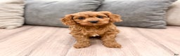 Cavapoo dogs for sale: Skye - Ad 6