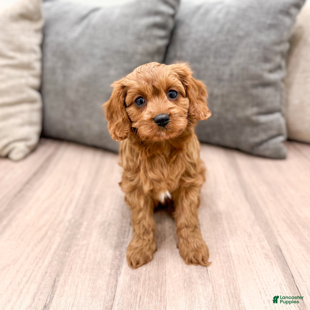 Cavapoo dogs for sale: Skye - Ad 6