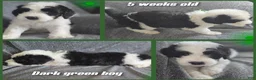 Sheepadoodle dogs for sale: Hibiscus- green collar  - Ad 2