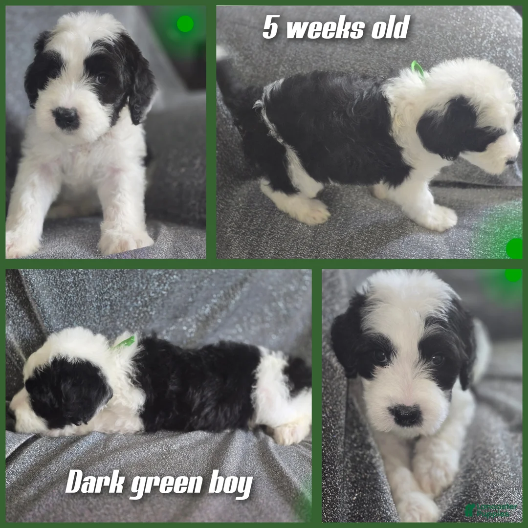 Sheepadoodle dogs for sale: Hibiscus- green collar  - Ad 2