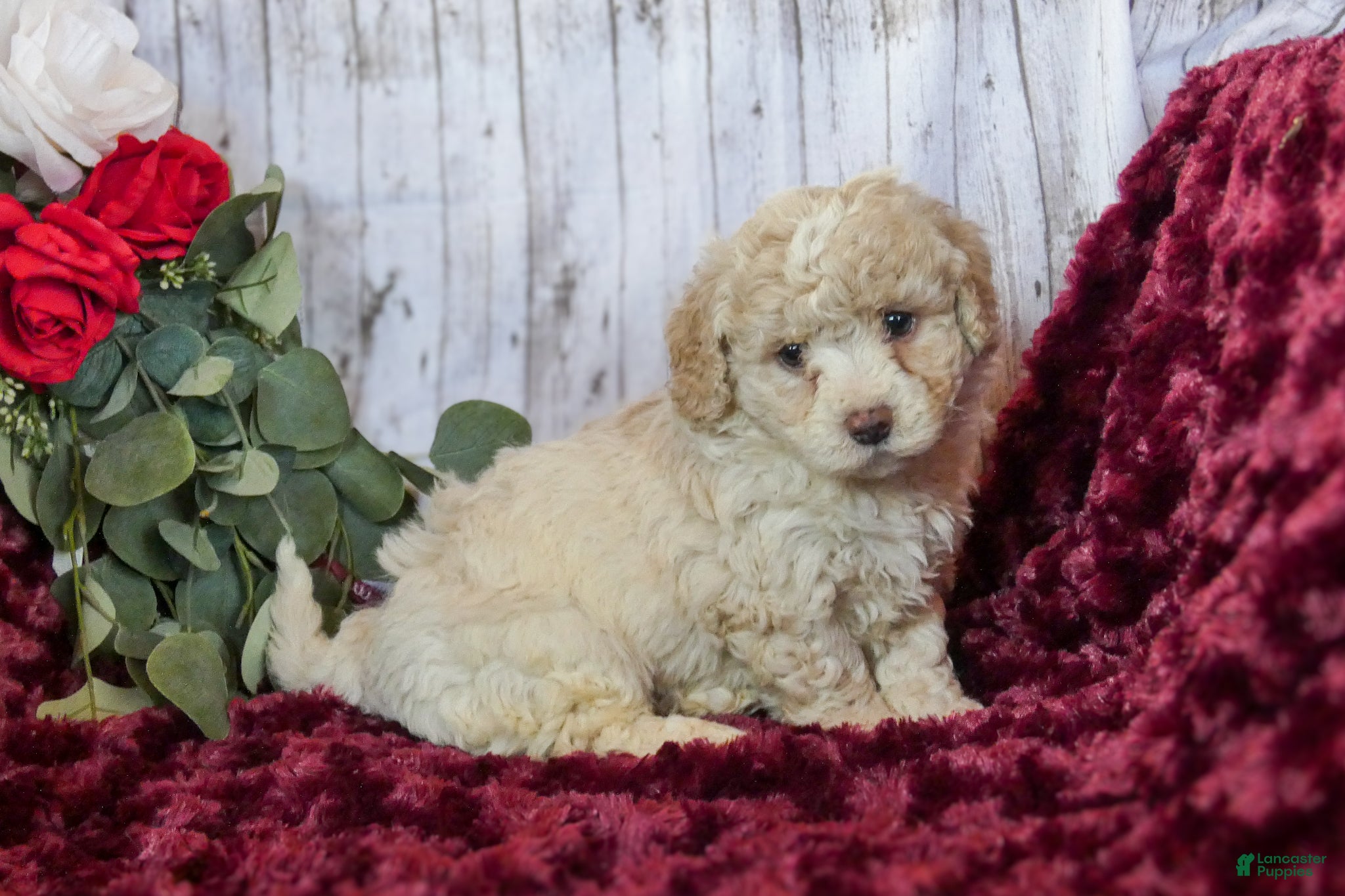 Bichpoo dogs Chloe - Ad 2