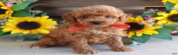 Toy Poodle dogs for sale: Preston - Ad 2