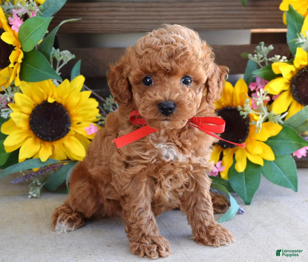 Toy Poodle dogs for sale: Preston - Ad 2