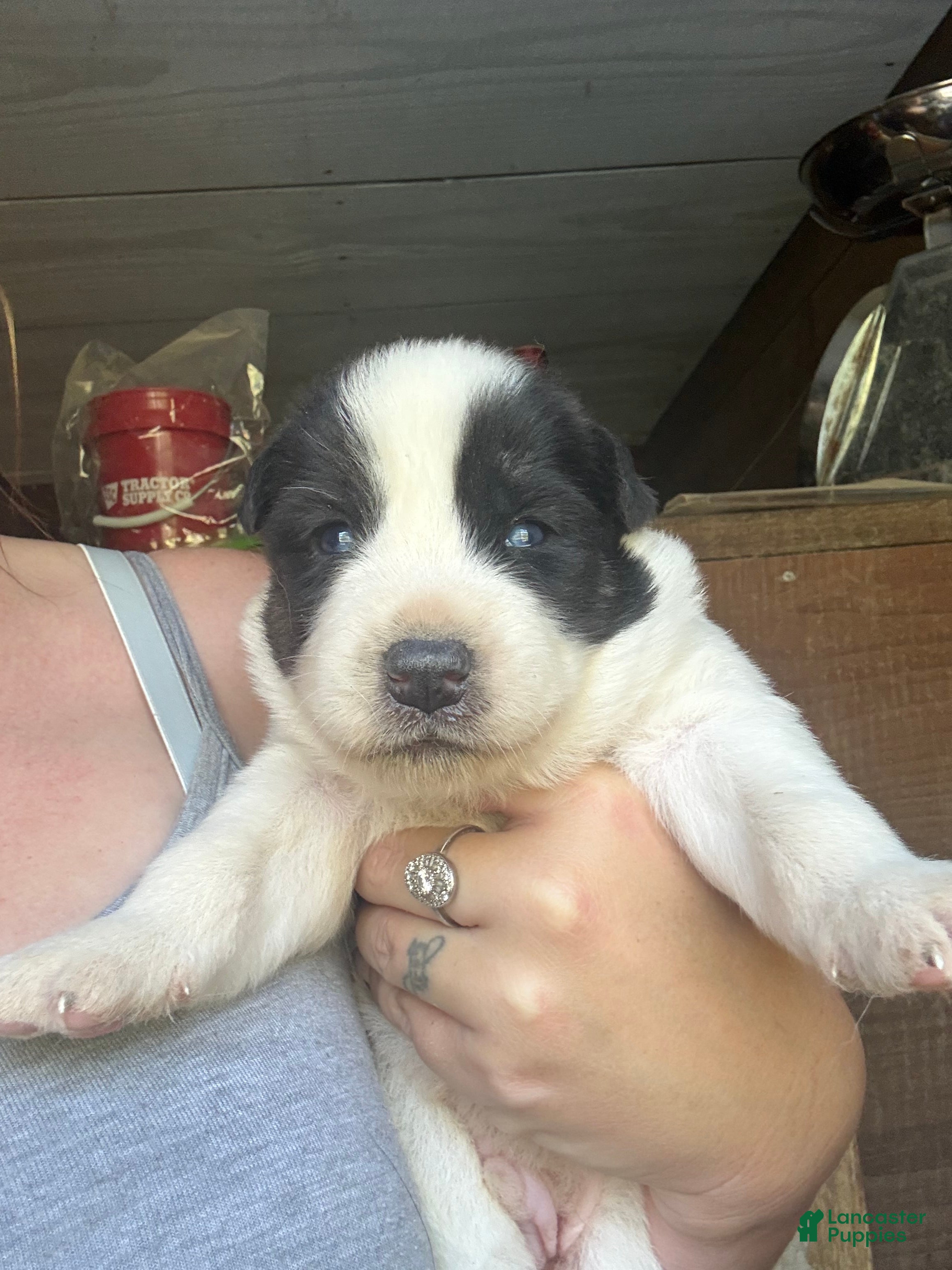 Gerberian Shepsky dogs for sale: Walker - Ad 1