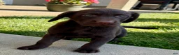Labrador Retriever dogs for sale: Tucker  - Ad 3