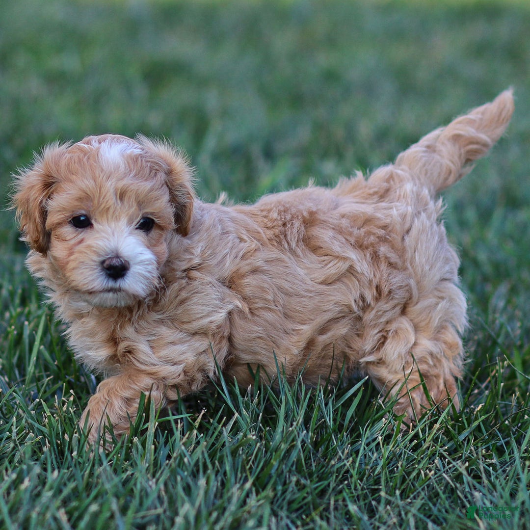 Maltipoo dogs for sale: Sparky - Ad 4