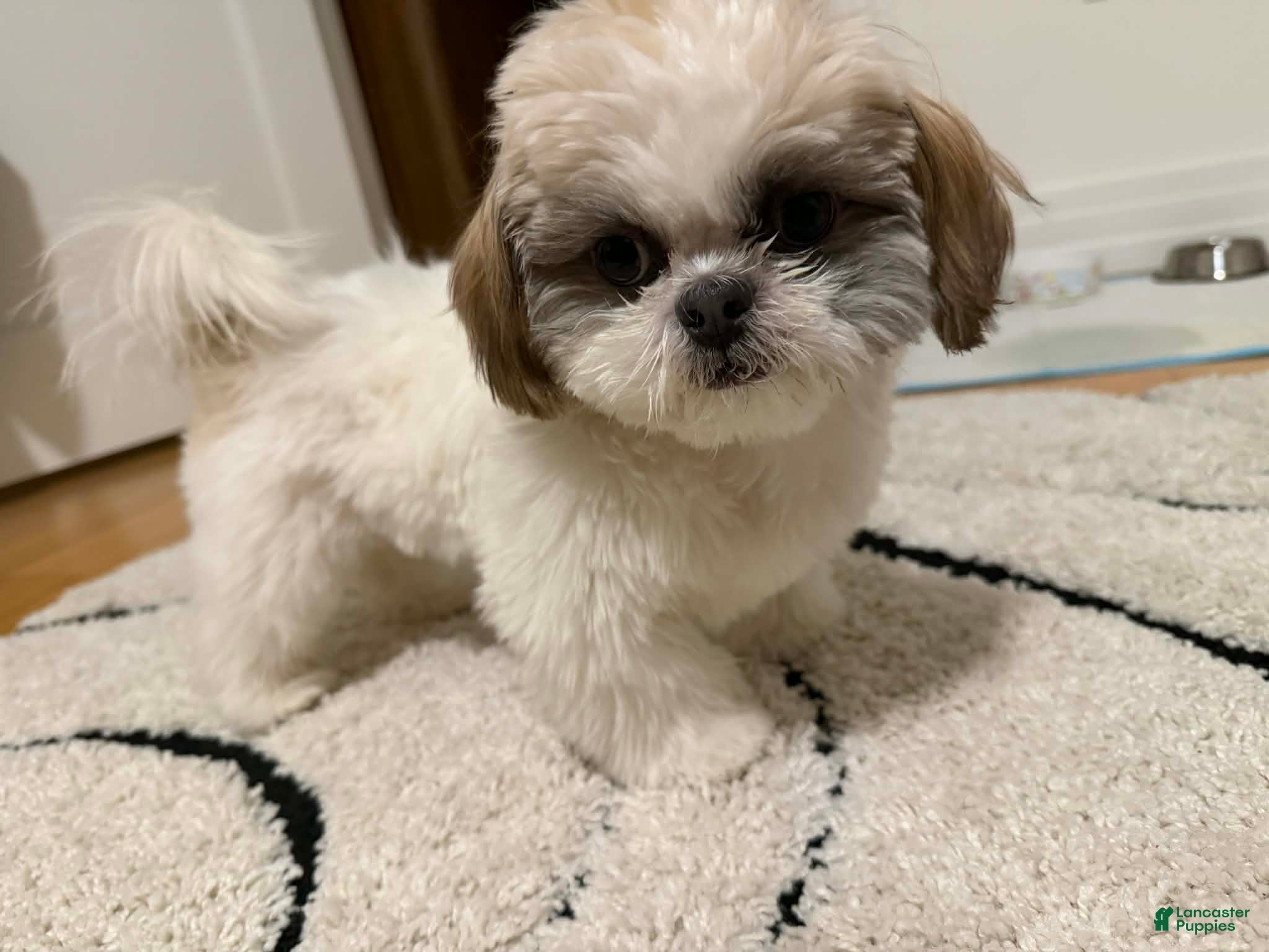 Shih Tzu dogs Chloe - Ad 37