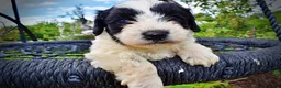 Havapoo dogs for sale: Shadow - Ad 3