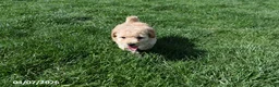 Bichpoo dogs for sale: Brooklyn - Ad 7