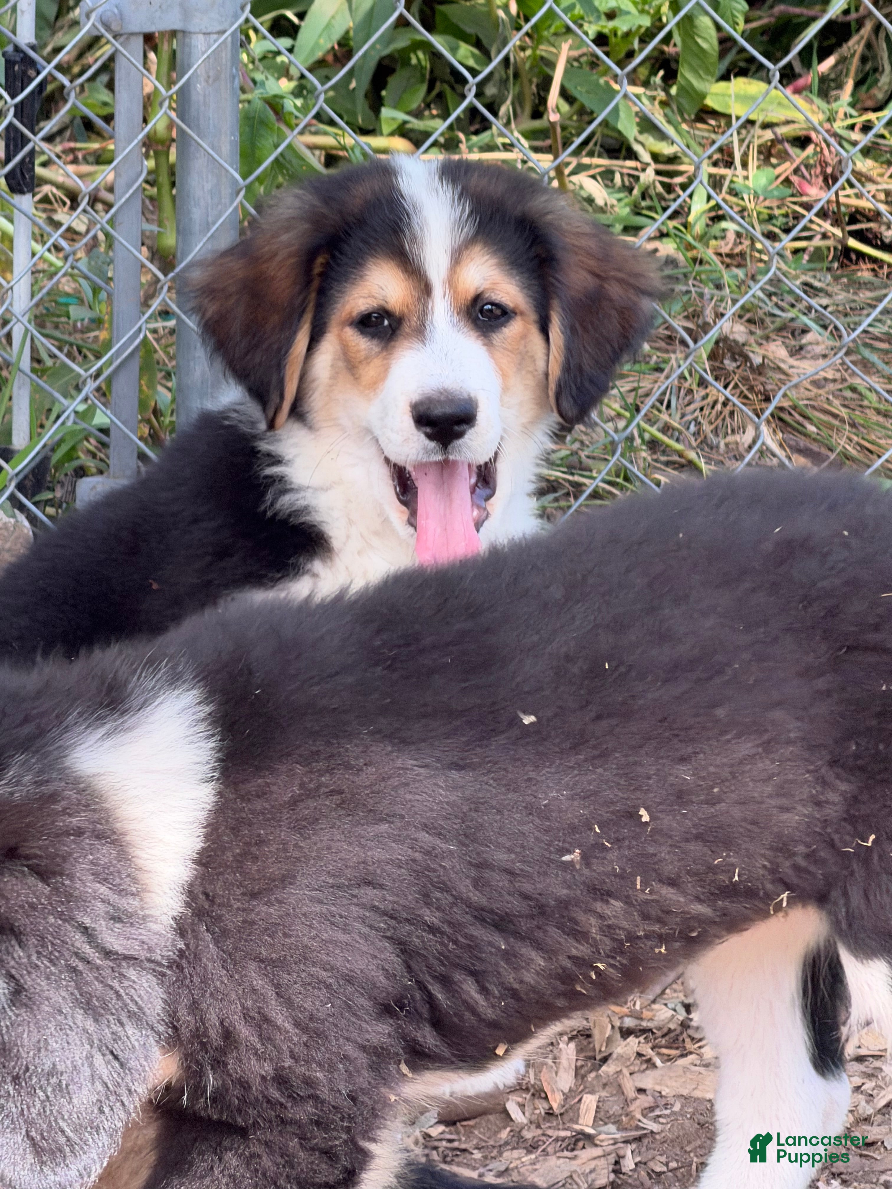 Mixed Breed dogs Nellie - Ad 2