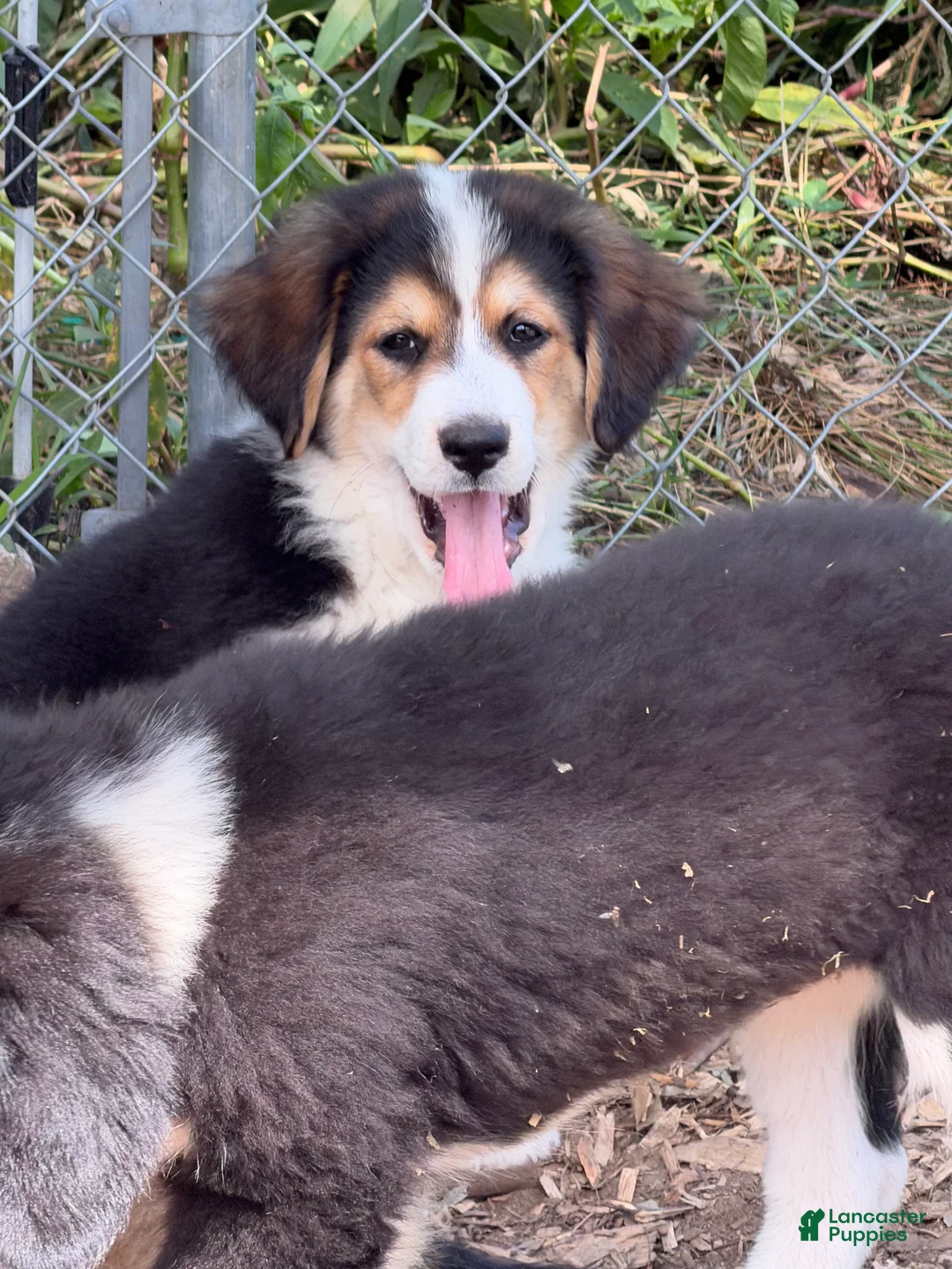 Mixed Breed dogs for sale: Nellie - Ad 2