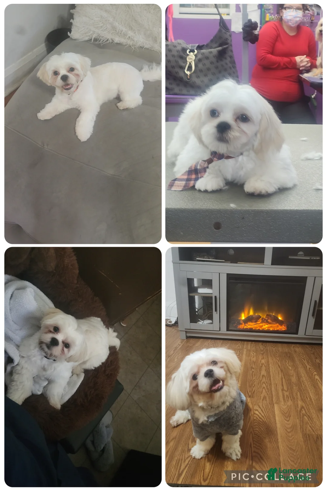 Shih Tzu dogs for sale: Shih Tzu Puppy 1 - Ad 2