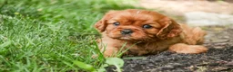 Cavalier King Charles Spaniel dogs for sale: Gemma Cavalier King Charles Spaniel  - Ad 5
