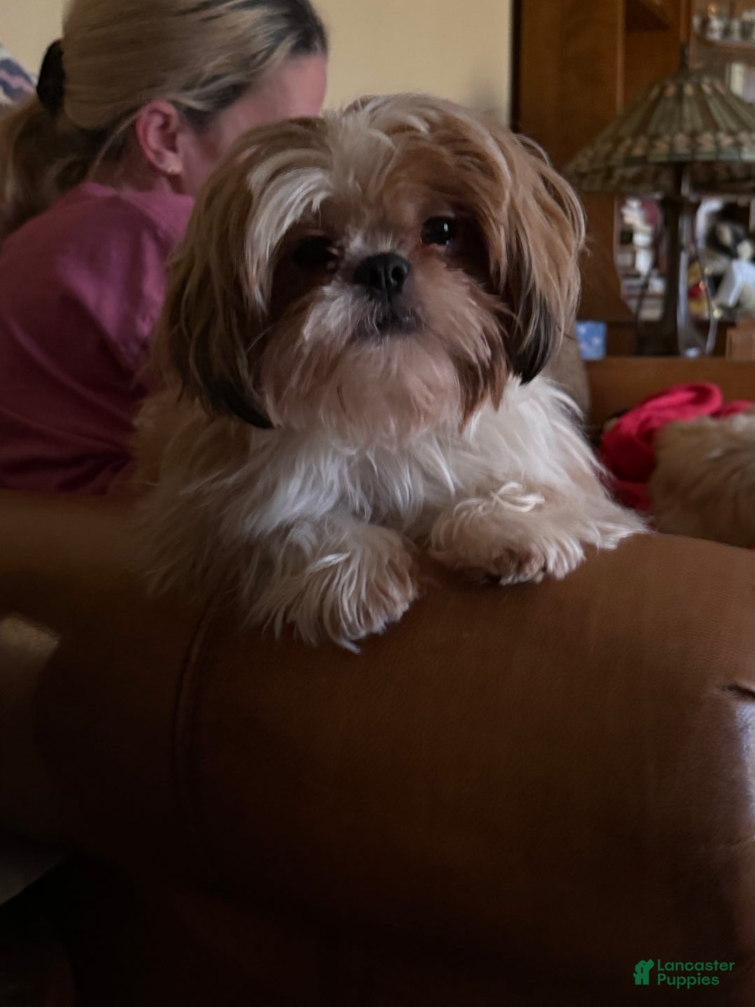 Shih Tzu dogs for sale: Shih Tzu Puppy 1 - Ad 12