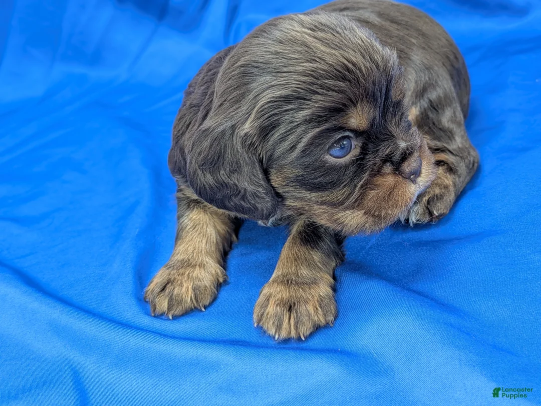 Cavalier King Charles Spaniel dogs for sale: Chocolate tri girl 2 - Ad 2