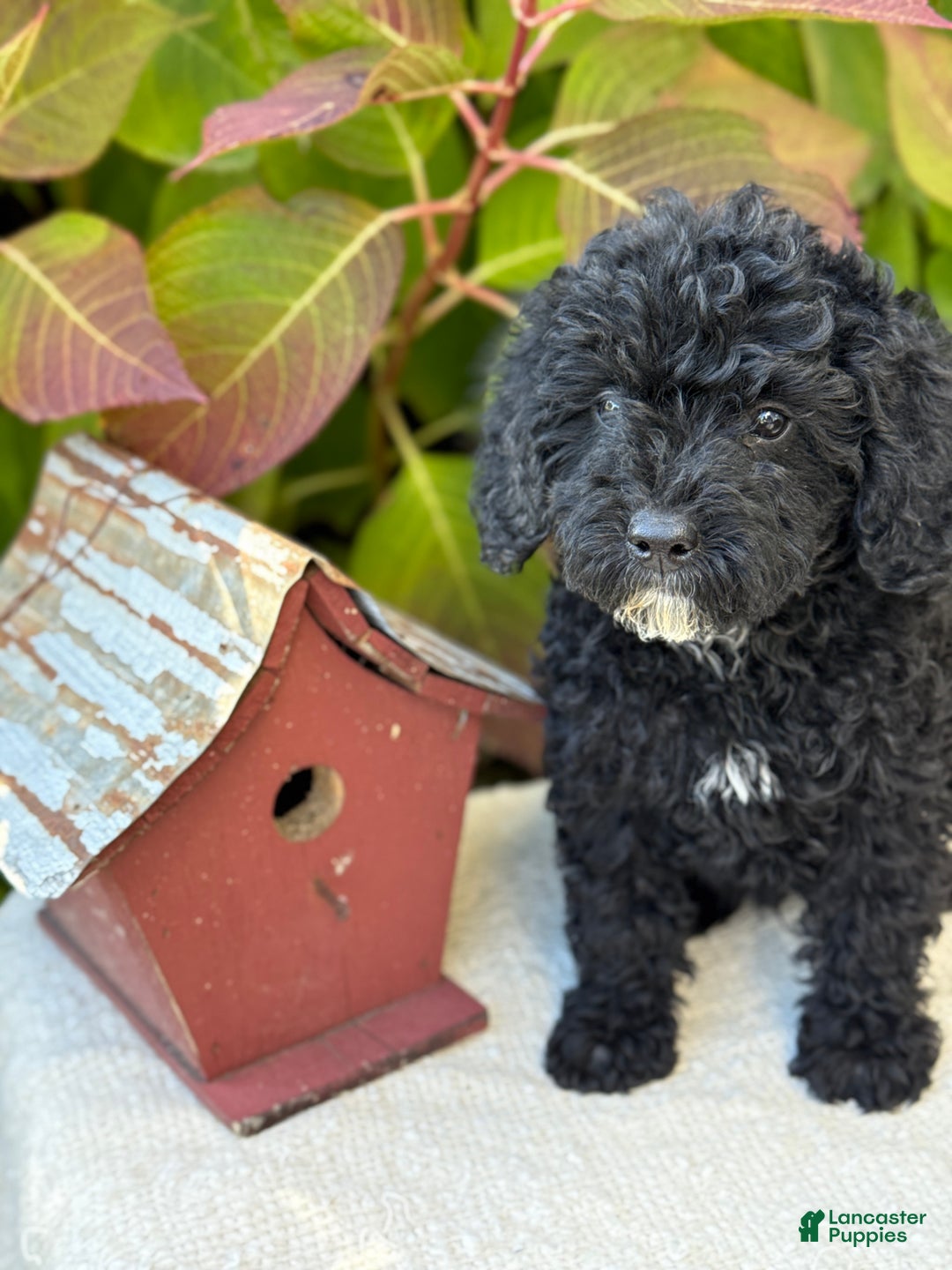 Mini Goldendoodle dogs for sale: Jinx - Ad 7