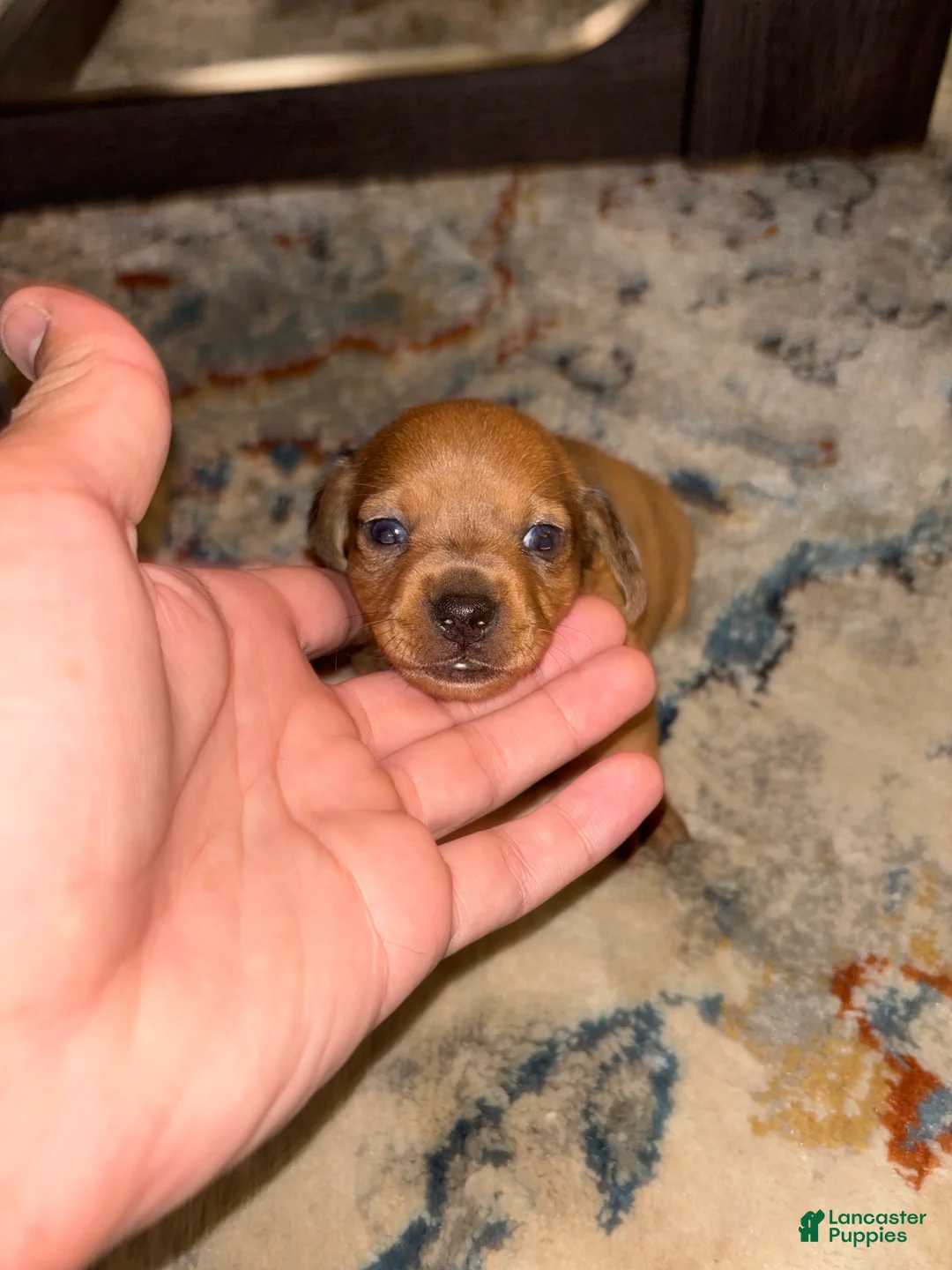 Dachshund dogs for sale: Dachshund Puppy 1 - Ad 1