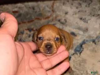 Dachshund dogs Dachshund Puppy 1 - Ad 4