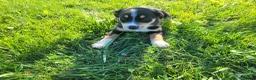 Sheprador dogs for sale: Kim - Ad 4