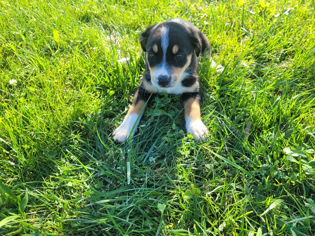 Sheprador dogs for sale: Kim - Ad 4