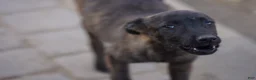 Dutch Shepherd dogs for sale: Dutchie Girl - Ad 10