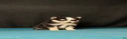 Pomsky dogs for sale: Selina - Ad 1