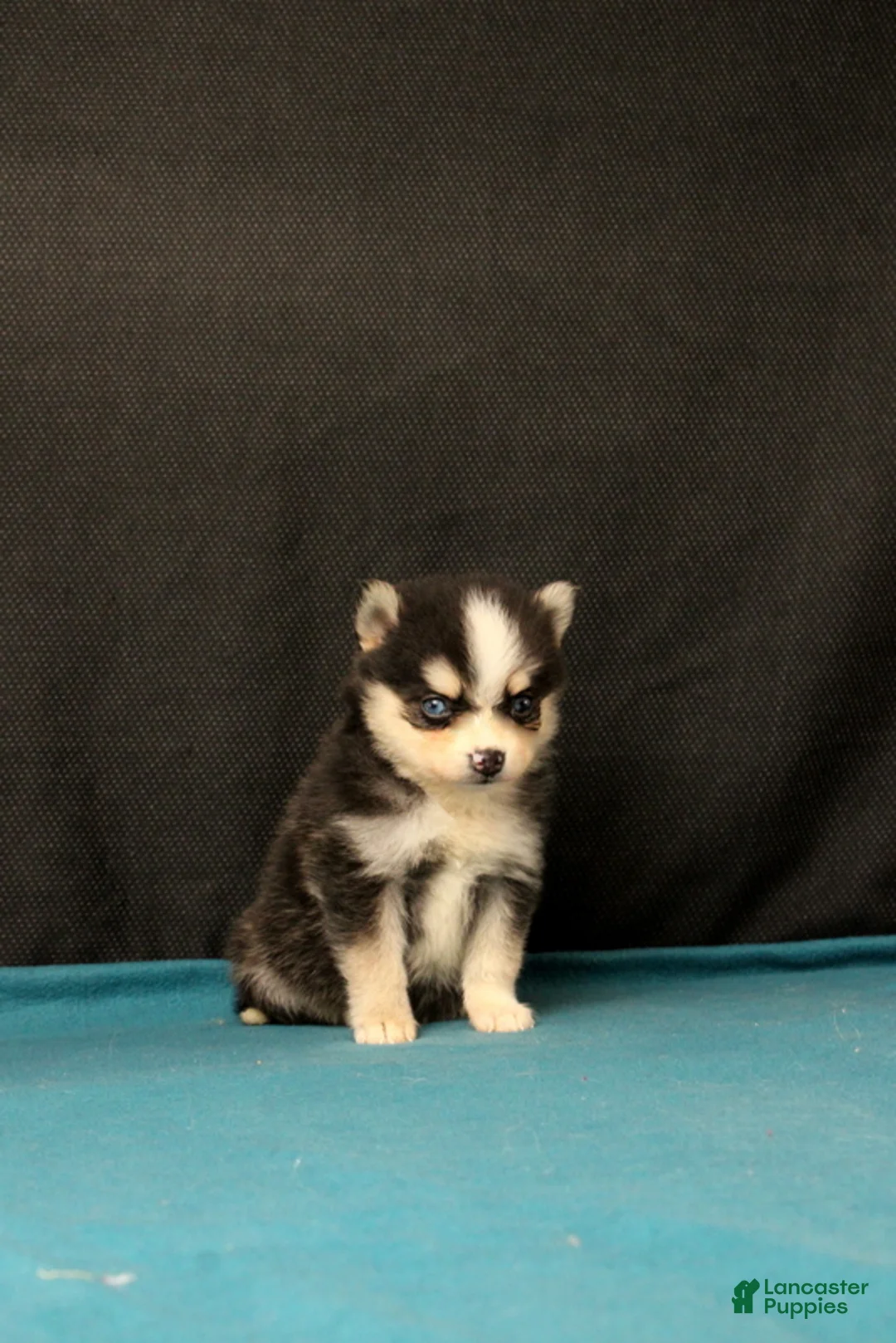 Pomsky dogs for sale: Selina - Ad 1