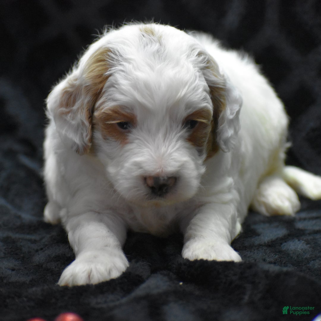 Mini Goldendoodle dogs for sale: Gordy - Ad 10