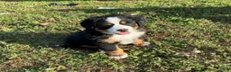 Bernese Mountain Dog dogs for sale: "Grinch"  Bernese Mountain Dog Puppy 1 - Ad 2