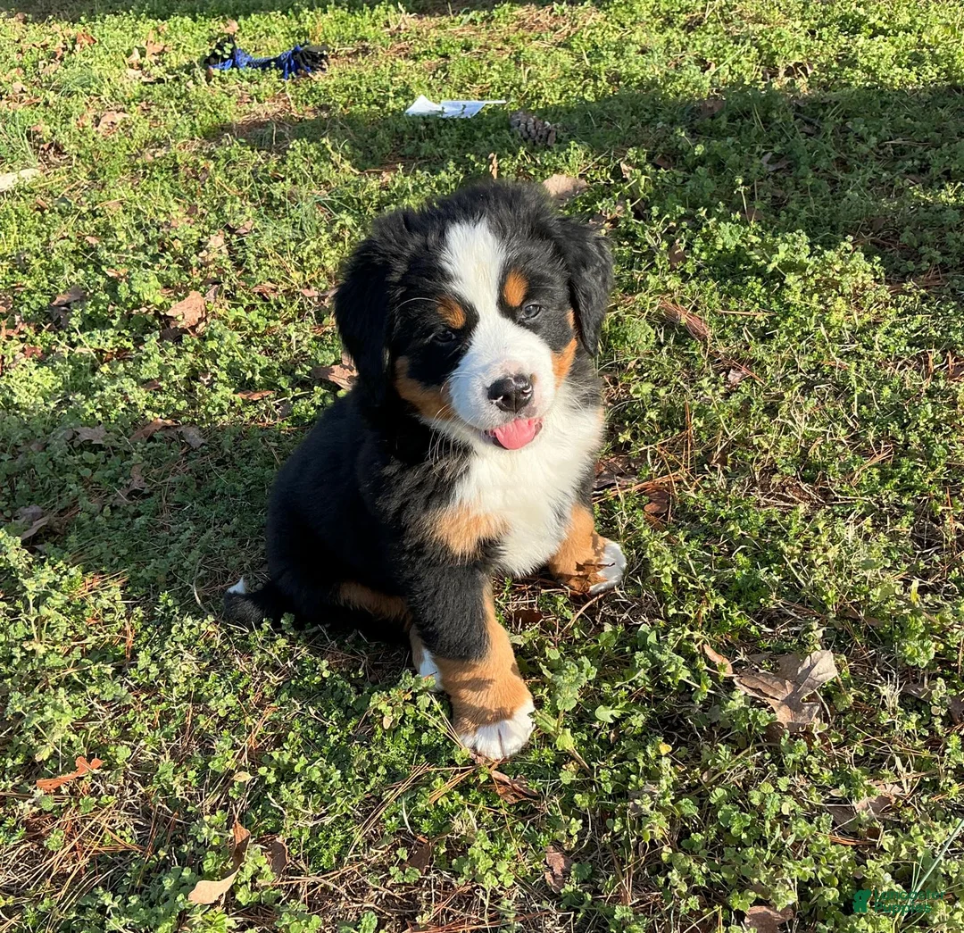 Bernese Mountain Dog dogs for sale: "Grinch"  Bernese Mountain Dog Puppy 1 - Ad 2